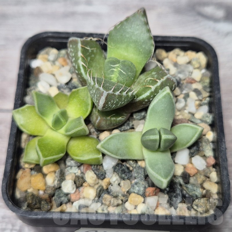 VVG21850 Faucaria mix seedling