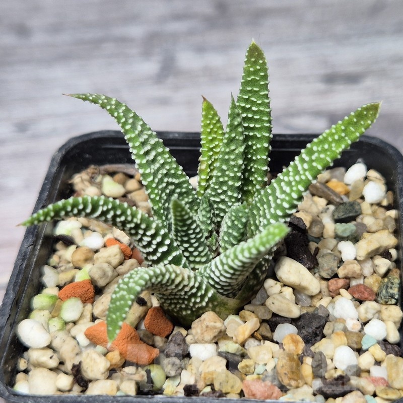 VVG22458 Haworthia minima -Bredasdorp- - Image 2
