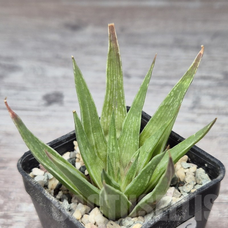 VVG22460 Haworthia zantneriana