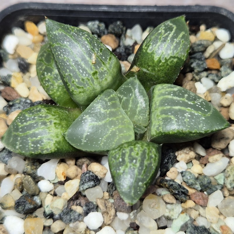 VVG22462 Haworthia comptoniana ‘Crystal’ seedling