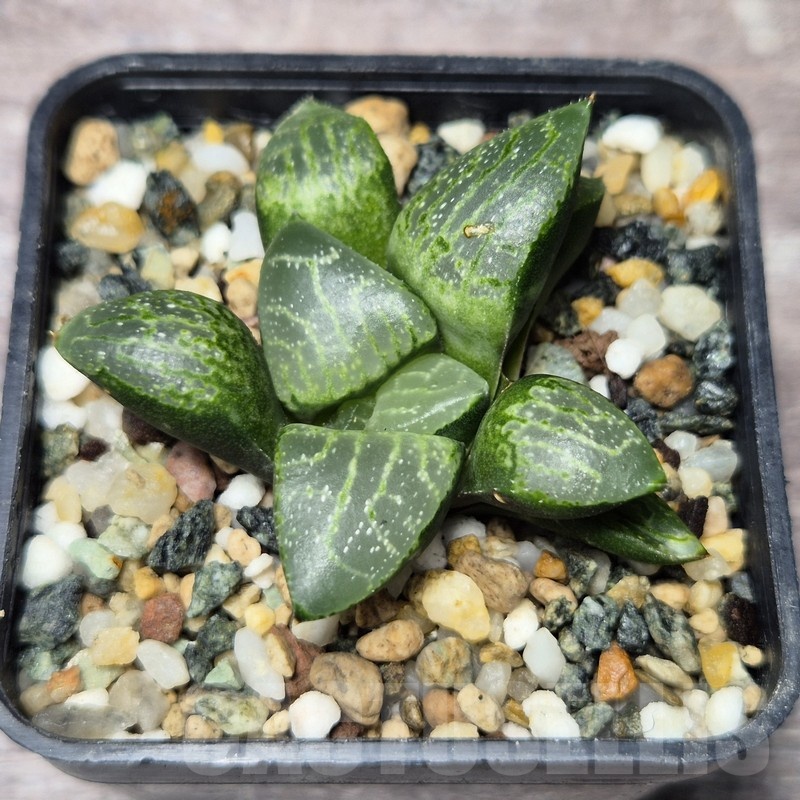 VVG22462 Haworthia comptoniana ‘Crystal’ seedling - Зображення 2