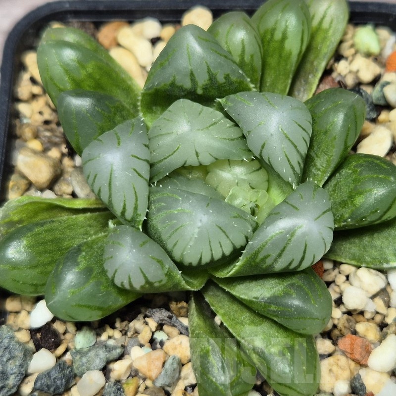 VVG22461 Haworthia obtusa ‘Purple Dodson’ hybrid
