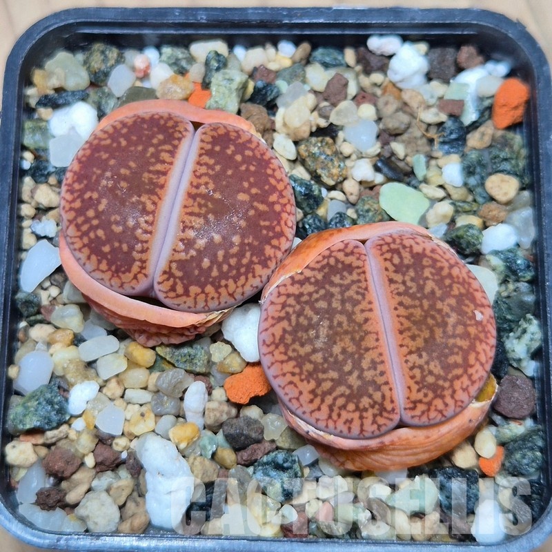 VVG21859 Lithops aucampiae C255  2 plants seedling