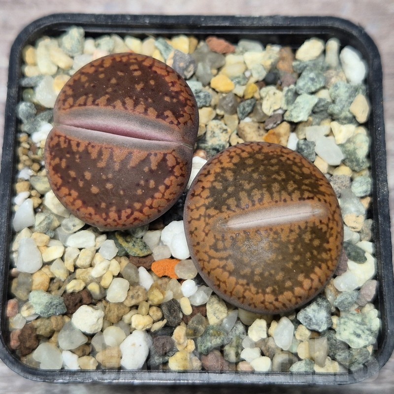 VVG21859 Lithops aucampiae C255  2 plants seedling