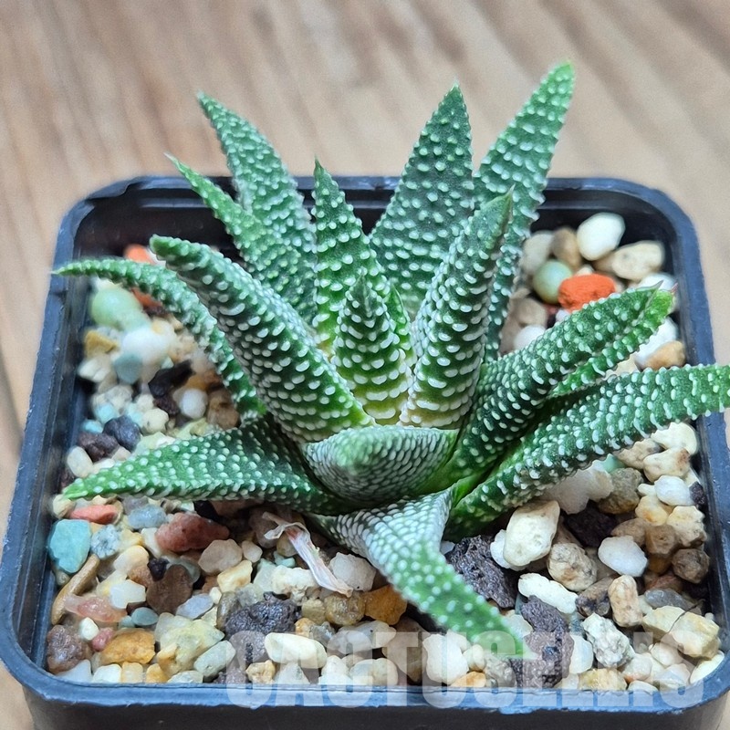 VVG22458 Haworthia minima -Bredasdorp-