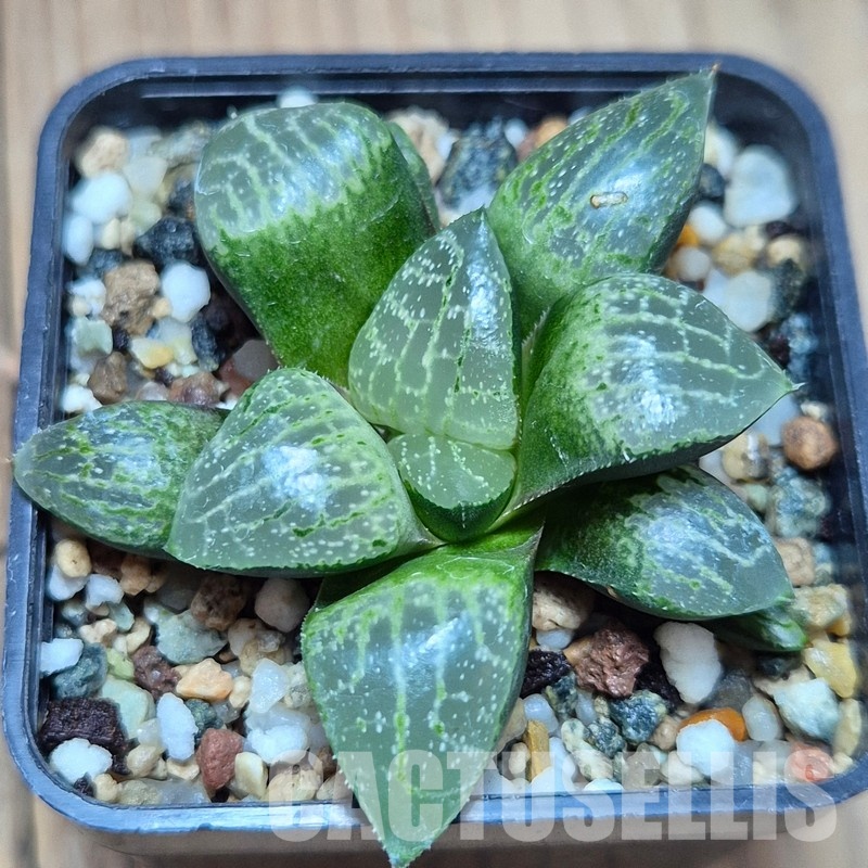VVG22462 Haworthia comptoniana ‘Crystal’ seedling