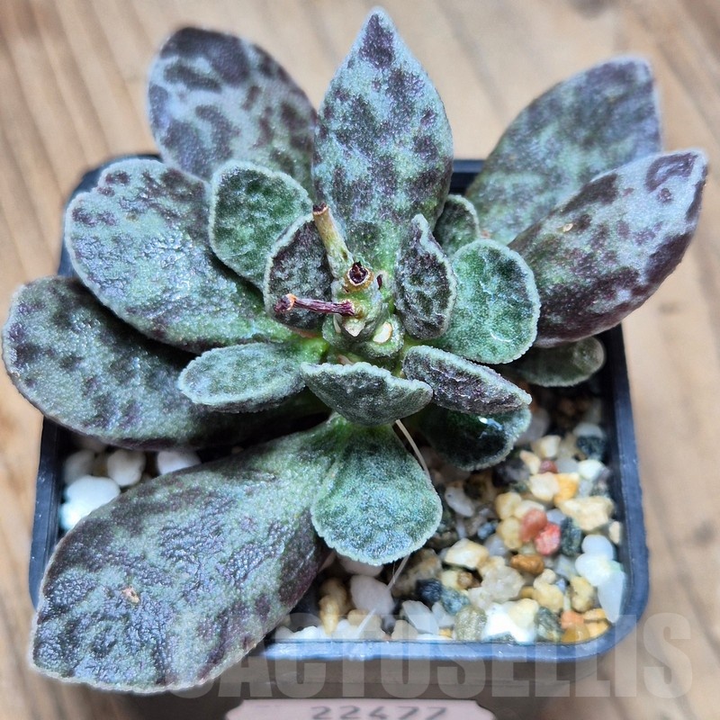 VVG22477 Adromischus marianae 'Bryan Makin'