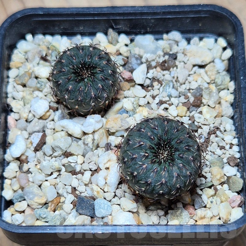 VVG22479 Frailea castanea, 2 plants