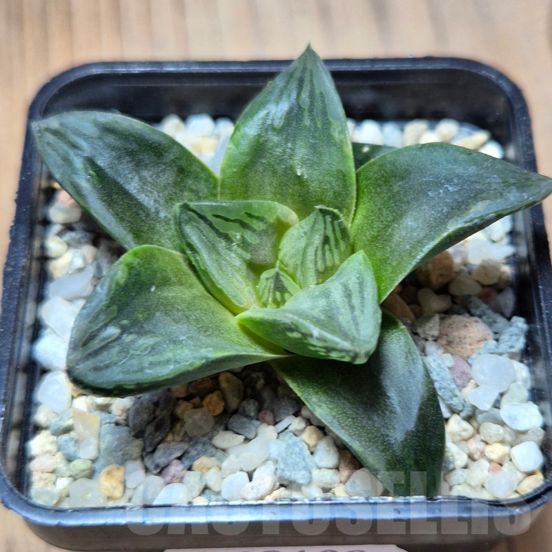 VVG22482 Haworthia obtusa hybrid
