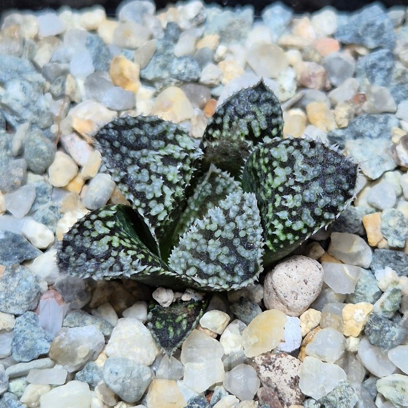 VVG22483 Haworthia ‘Kegazato’x picta -Japan- clon1