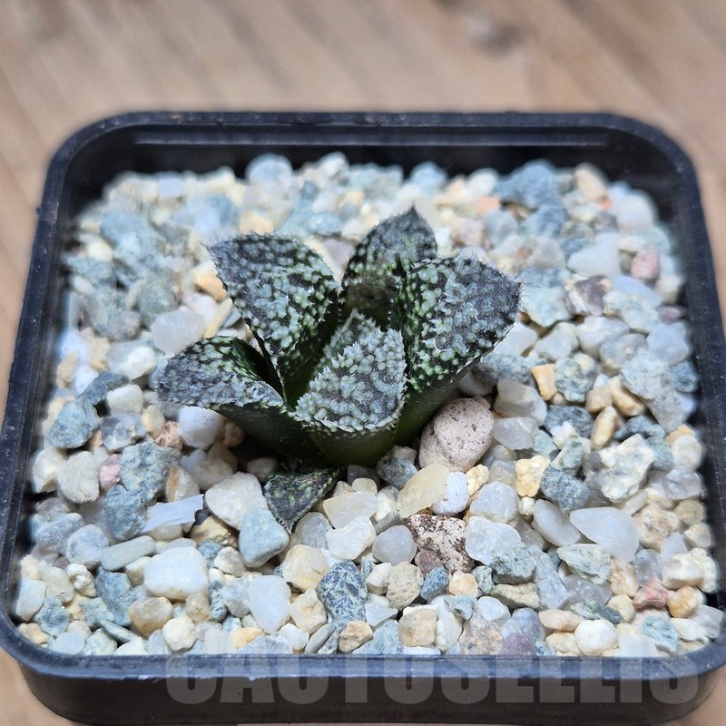 VVG22483 Haworthia ‘Kegazato’x picta -Japan- clon1 - Image 2