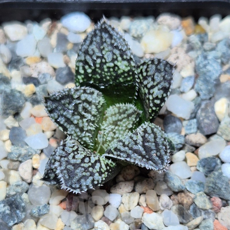 VVG22484 Haworthia ‘Kegazato’x picta -Japan- clon1