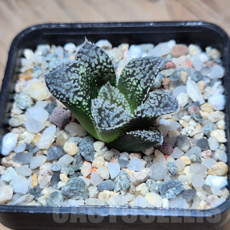VVG22484 Haworthia ‘Kegazato’x picta -Japan- clon1 - Image 2