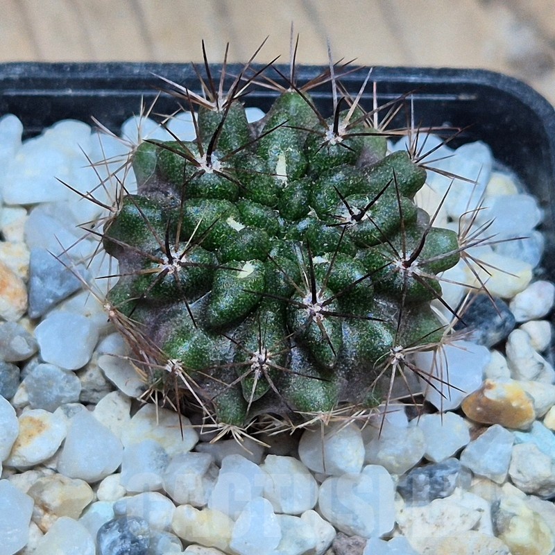 VVG2408 Neochilenia crispa , seedling