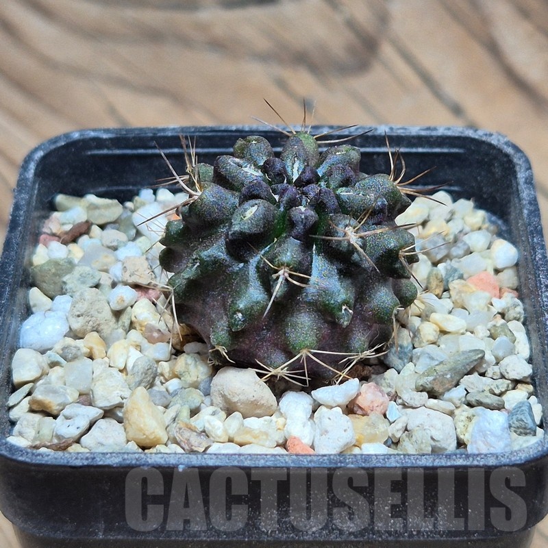 VVG2409 Neochilenia crispa , seedling