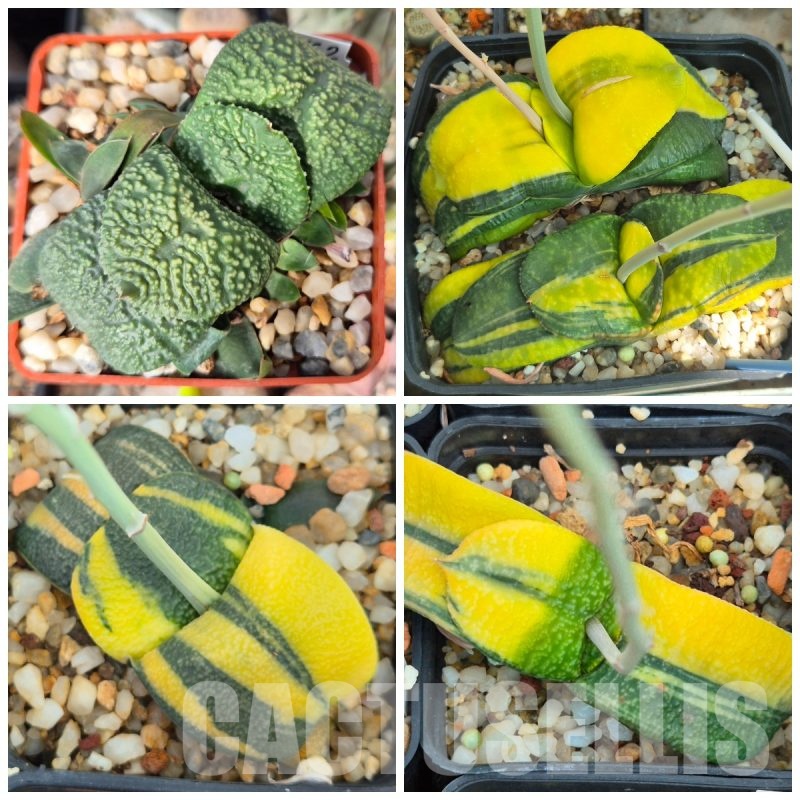 VVGLOT970 10 SEEDS Gasteria armstrongii -Japan-VVG2 x armstrongii f.variegata 2025