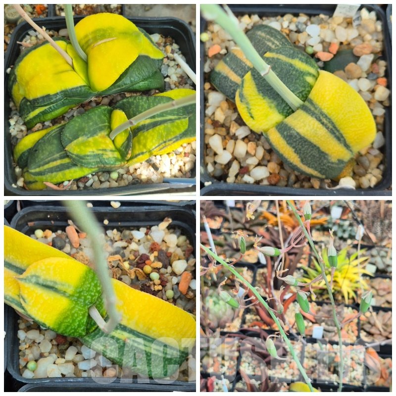VVGLOT971 10 SEEDS Gasteria armstrongii f.variegata 2025