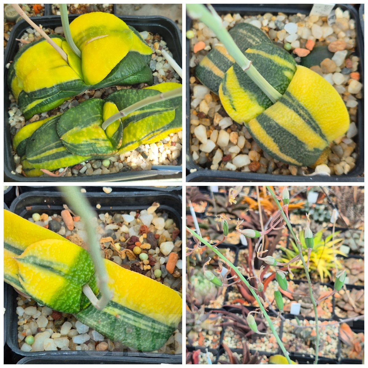 VVGLOT971 10 SEEDS Gasteria armstrongii f.variegata 2025