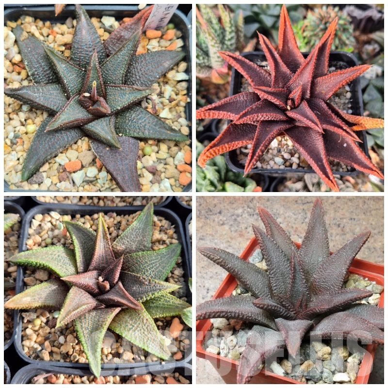 VVGLOT972 10 SEEDS Haworthia koelmaniorum mix 2025