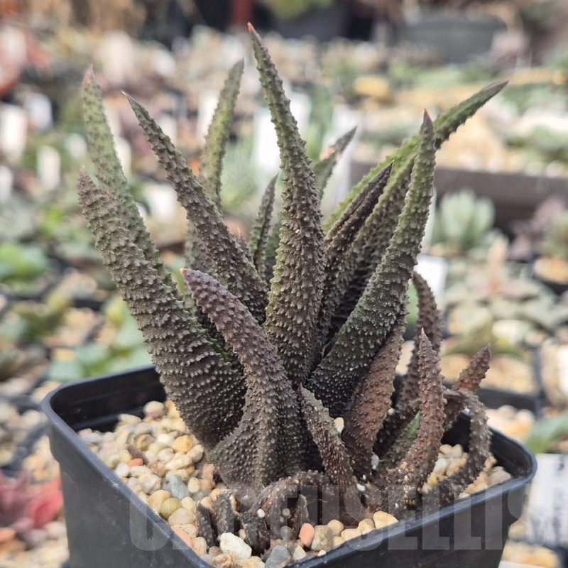 VVGLOT973 10 SEEDS Haworthia scabra 2025