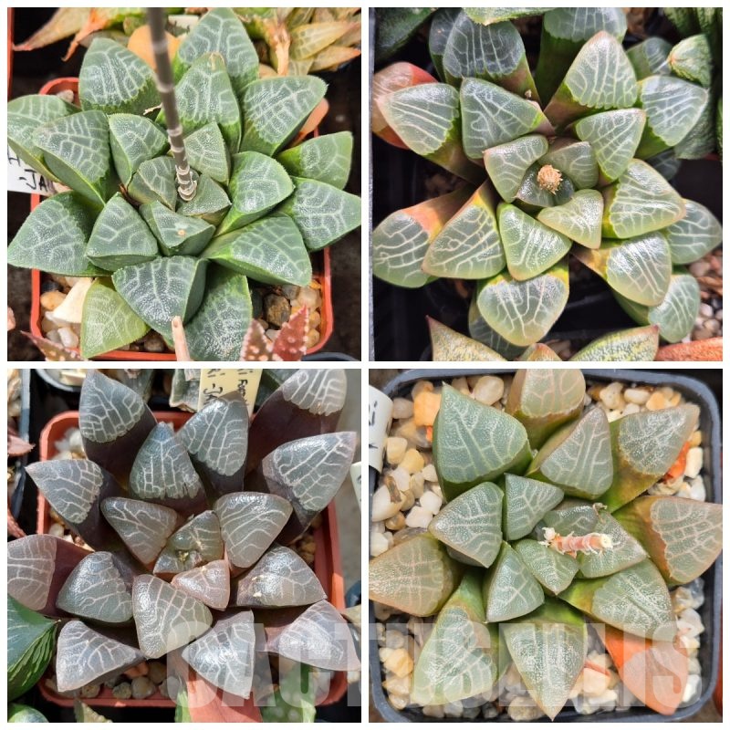 VVGLOT974 10 SEEDS Haworthia bayeri -Japan- 2025