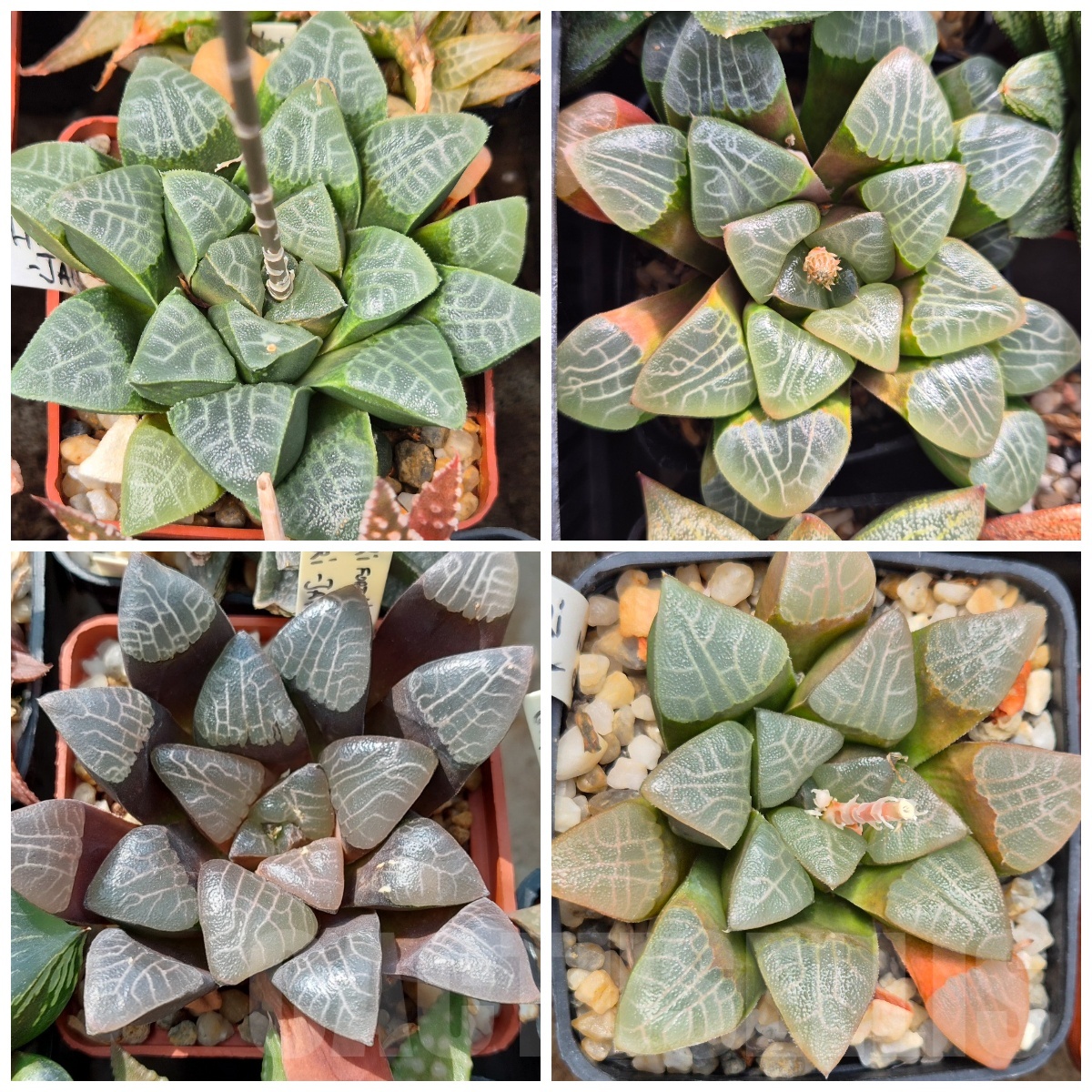VVGLOT974 10 SEEDS Haworthia bayeri -Japan- 2025