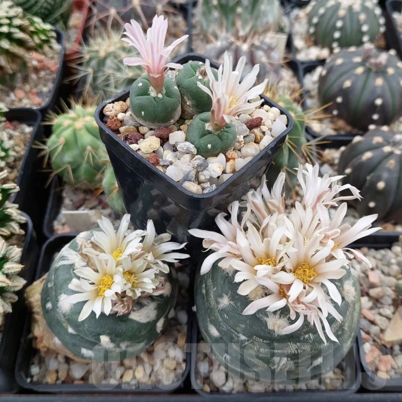 VVGLOT975  10 seeds Anhalonium alberto-vojtechii harvest 2025