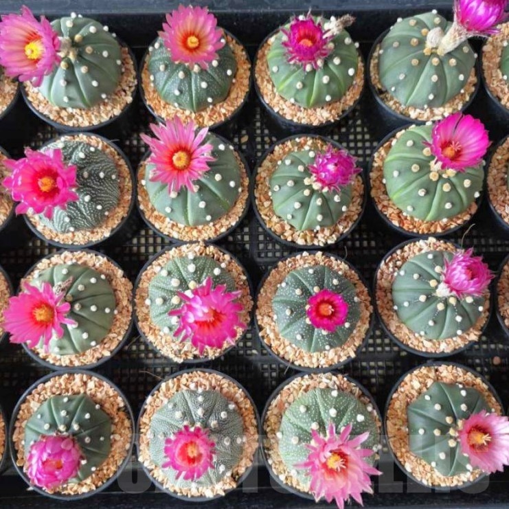 SH23265 Astrophytum asterias 'Akabana'