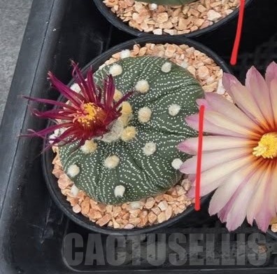 SH23415 Astrophytum asterias 'Shinshowa Akabana' - Image 3