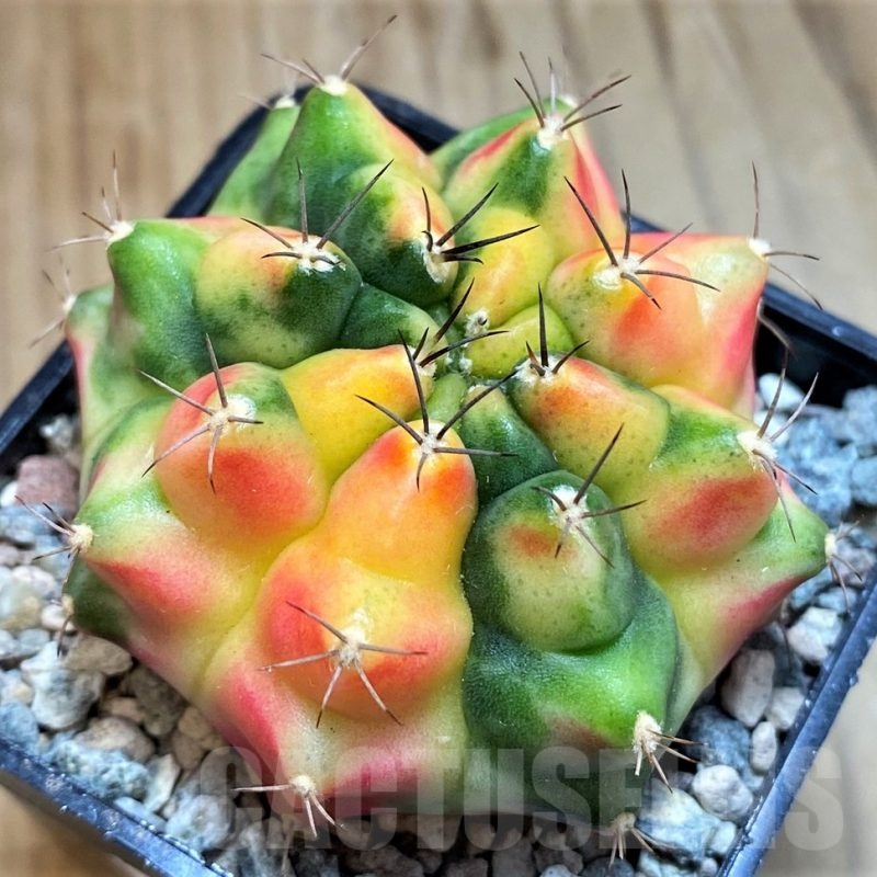 SH23817 Gymnocalycium mihanovichii 'Little Monstev'