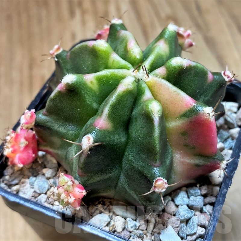 SH23818 Gymnocalycium mihanovichii ‘Darck Tudzy'