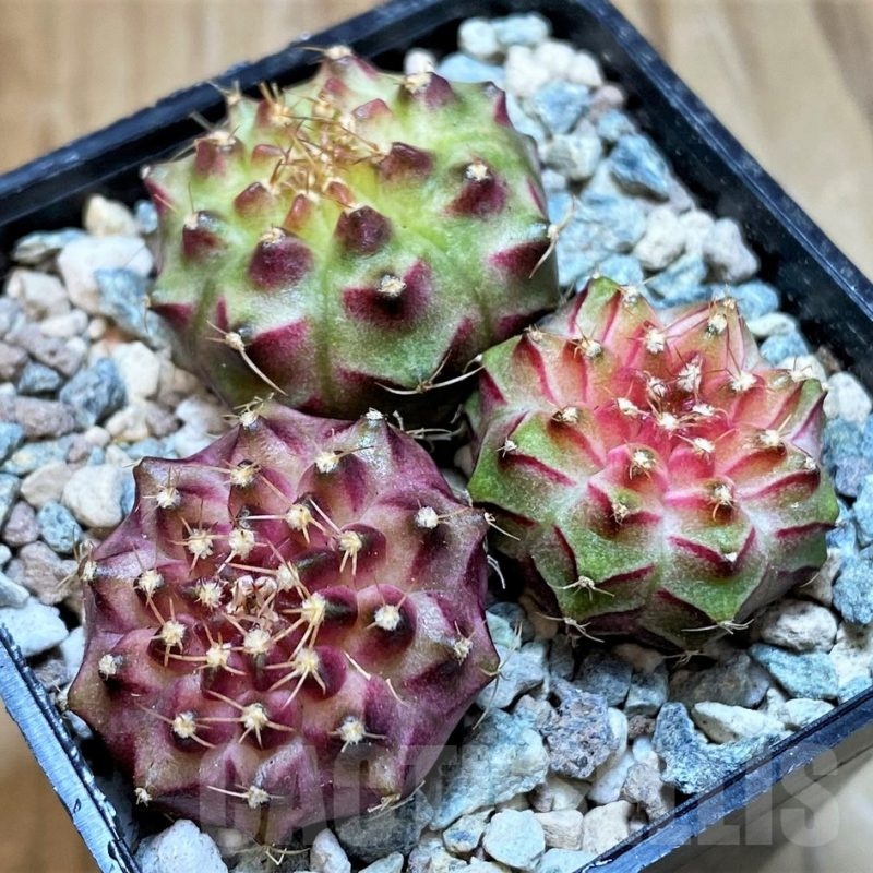 SH23784 Gymnocalycium mihanovichii 'Neon' hybrid, seedling mix