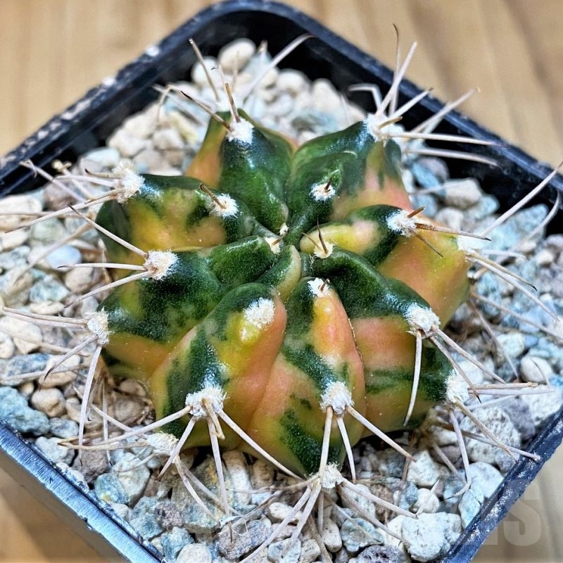 SH23822 Gymnocalycium mihanovichii 'Black Crown'
