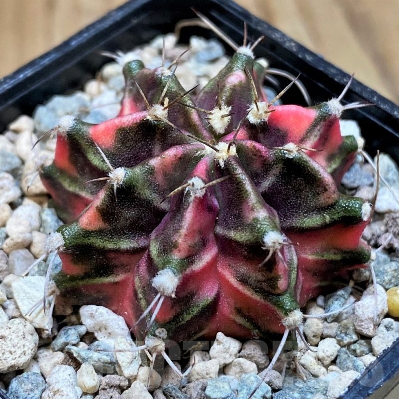 SH23823 Gymnocalycium mihanovichii ‘Hell Boy'