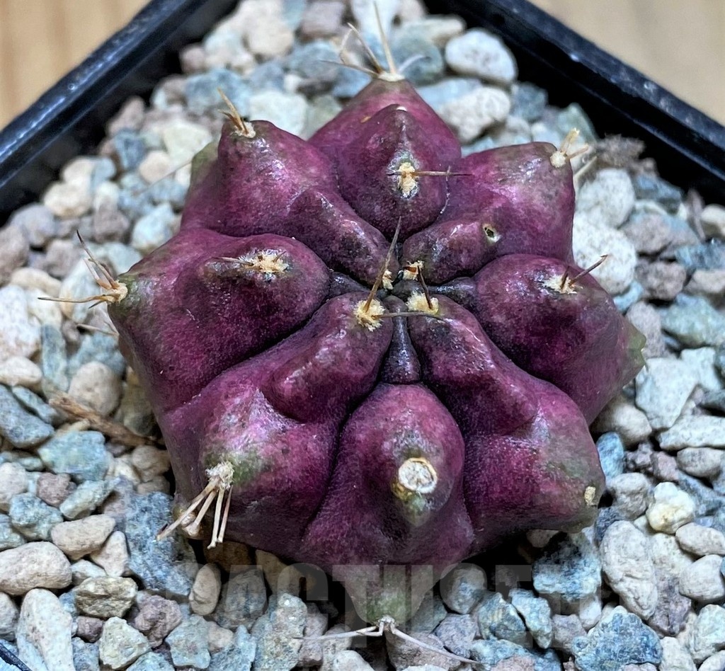 SH23824 Gymnocalycium mihanovichii ‘Thanos' - immagine 2