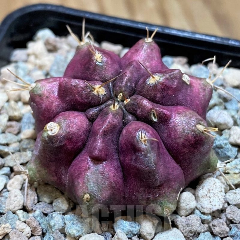 SH23824 Gymnocalycium mihanovichii ‘Thanos'