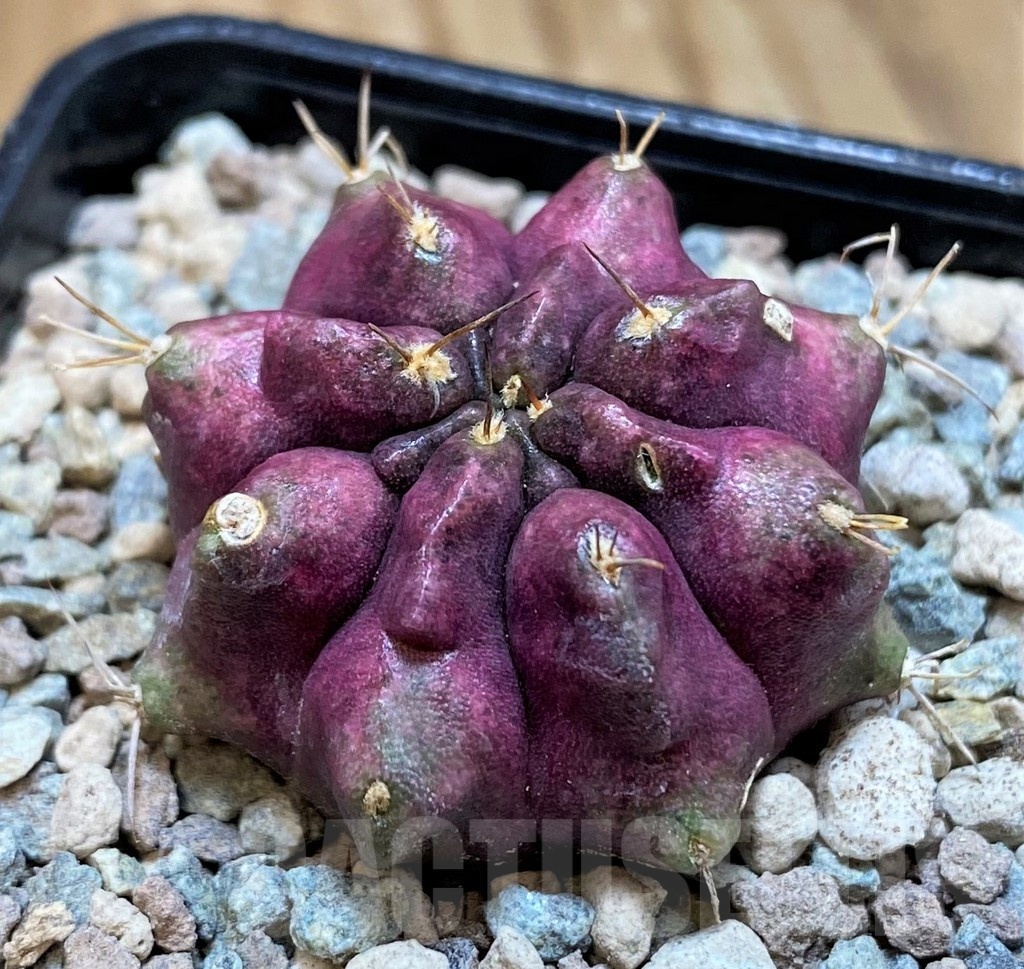 SH23824 Gymnocalycium mihanovichii ‘Thanos'