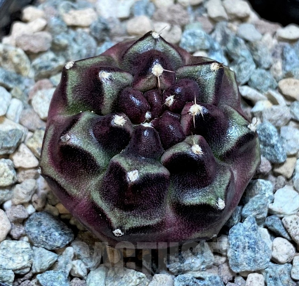 SH23825 Gymnocalycium mihanovichii ‘Day Dream'