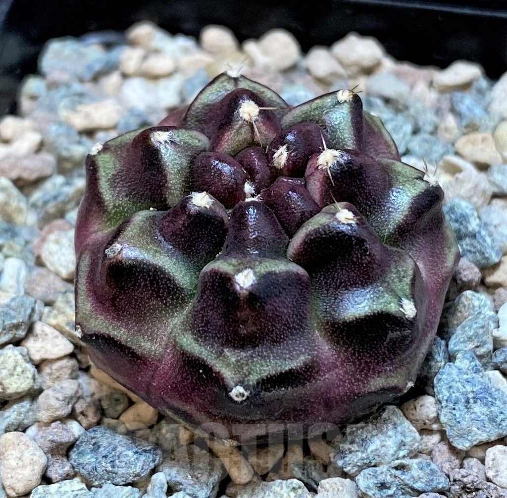 SH23825 Gymnocalycium mihanovichii ‘Day Dream' - immagine 2