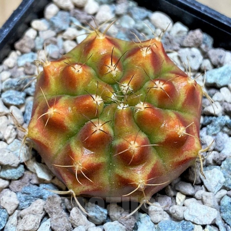 SH23826 Gymnocalycium mihanovichii ‘Star Gooseberry'