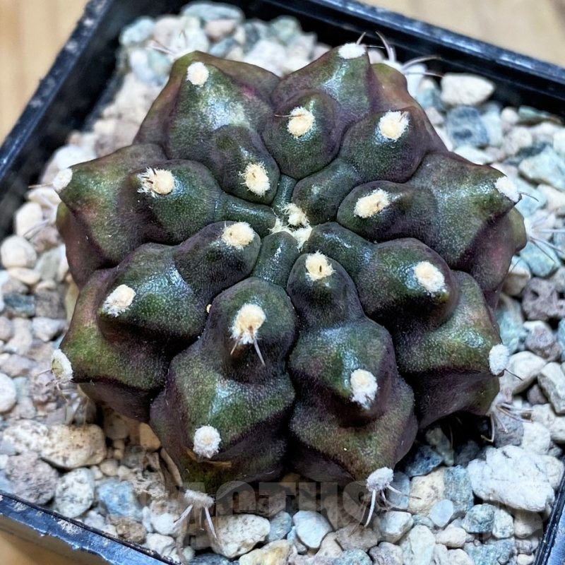 SH23827 Gymnocalycium mihanovichii 'Kirimanjaro'