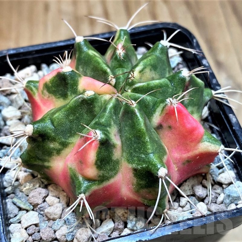 SH23829 Gymnocalycium mihanovichii ‘Lover'