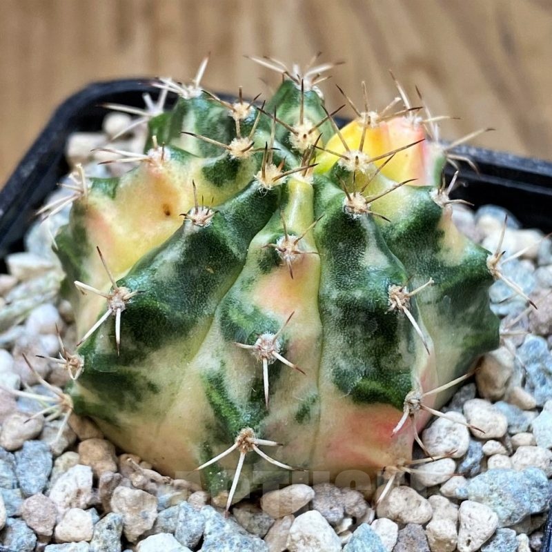 SH23831 Gymnocalycium mihanovichii ‘Dragon Egg'
