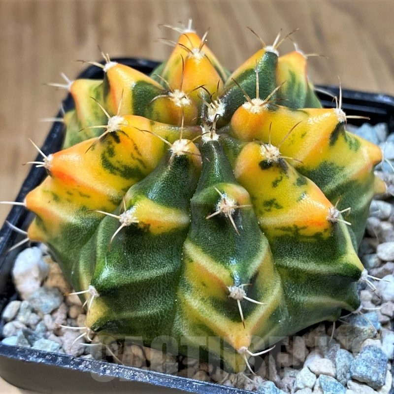 SH23833 Gymnocalycium mihanovichii ‘Som Jeed’
