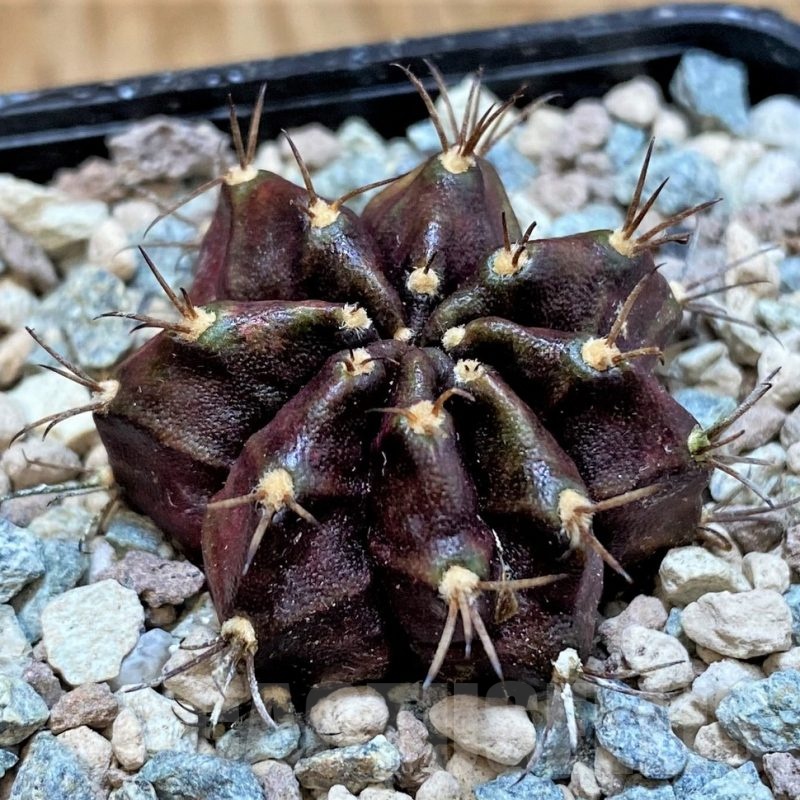 SH23834 Gymnocalycium mihanovichii ‘Black Widow’