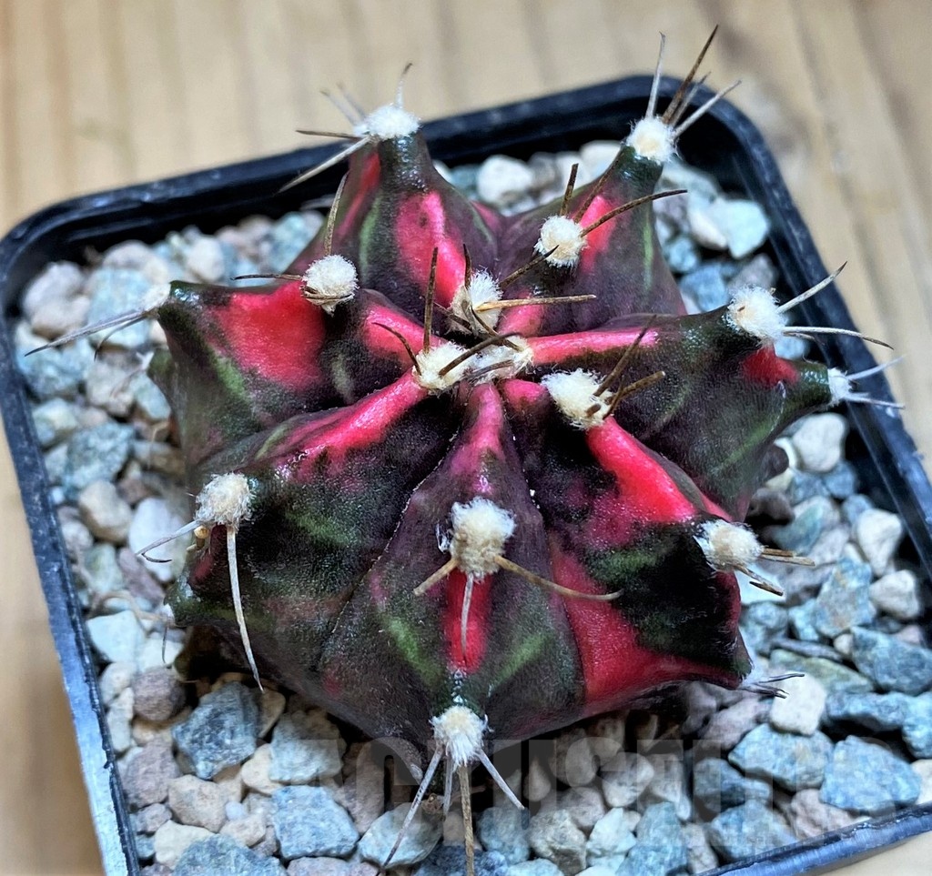 SH23835 Gymnocalycium mihanovichii ‘Black Forest’ – Image 2