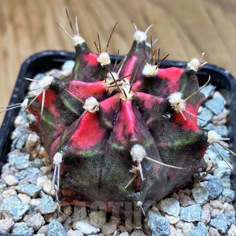 SH23835 Gymnocalycium mihanovichii ‘Black Forest’