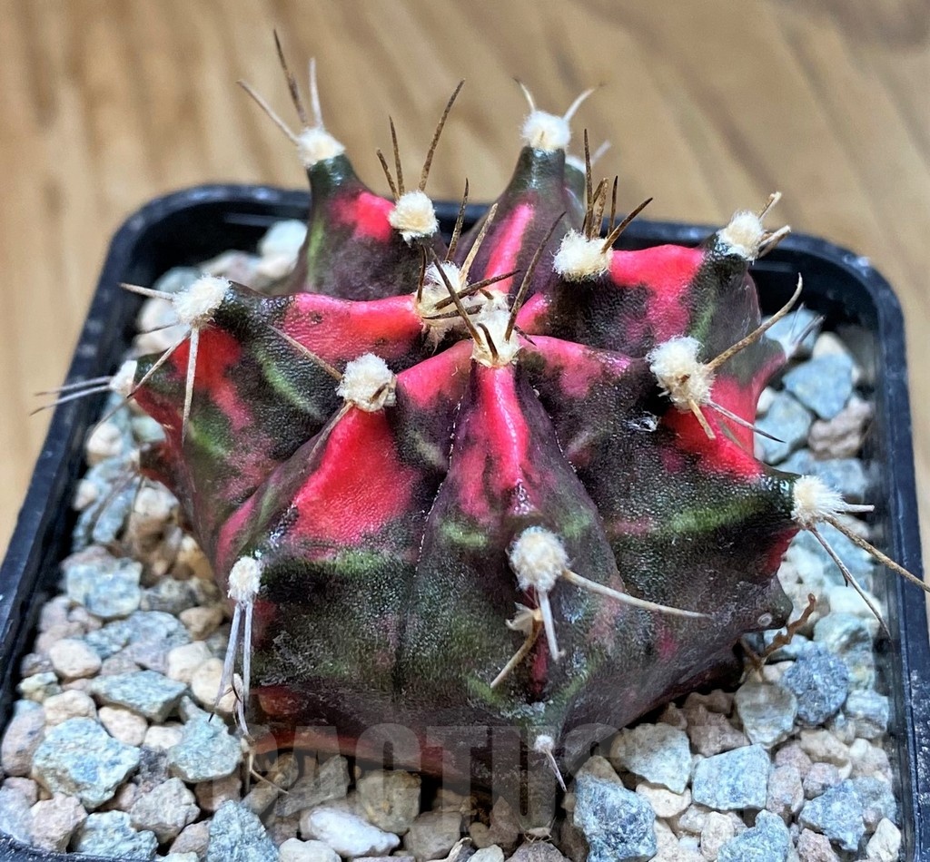 SH23835 Gymnocalycium mihanovichii ‘Black Forest’