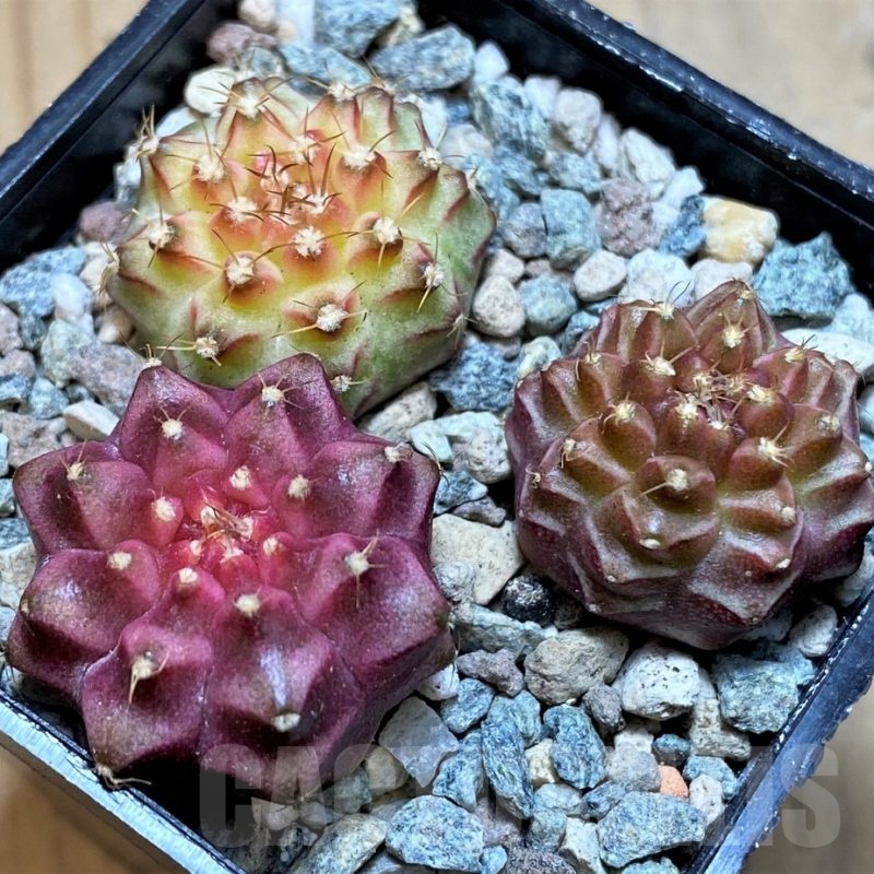 SH23786 Gymnocalycium mihanovichii 'Neon' hybrid, seedling mix
