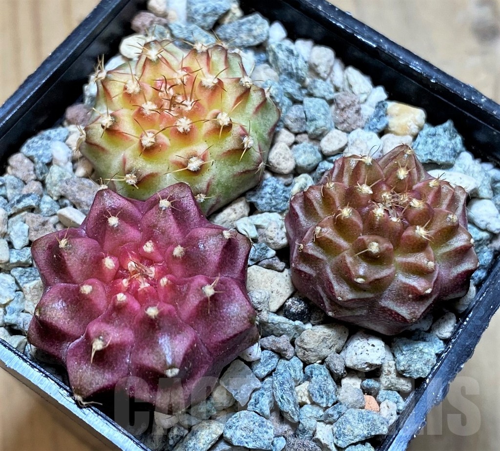 SH23786 Gymnocalycium mihanovichii 'Neon' hybrid, seedling mix